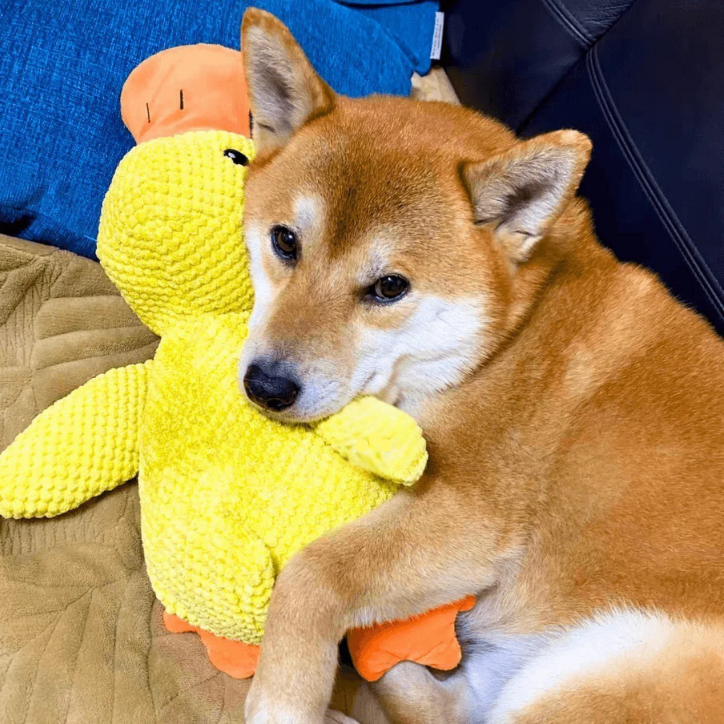 Canard Anti-Stress pour chien