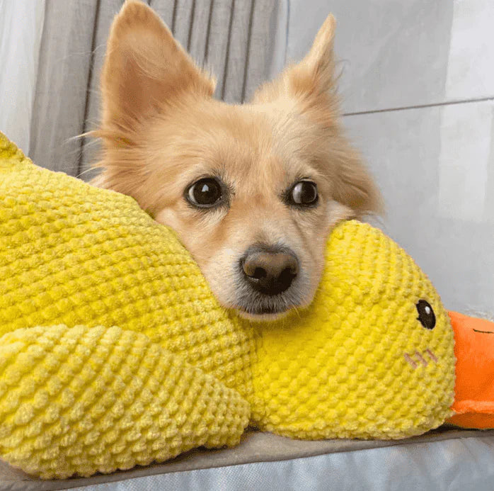 Canard Anti-Stress pour chien